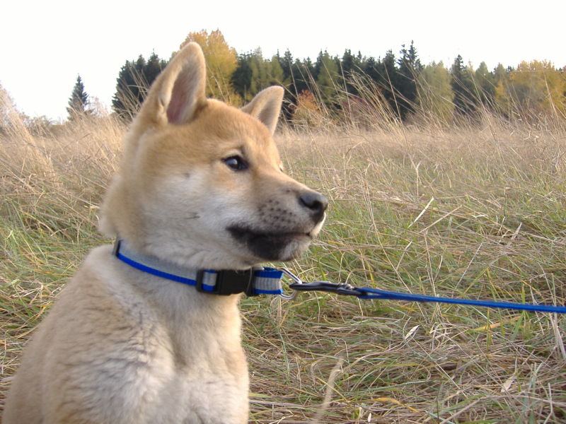 A real Shiba Inu outdoors