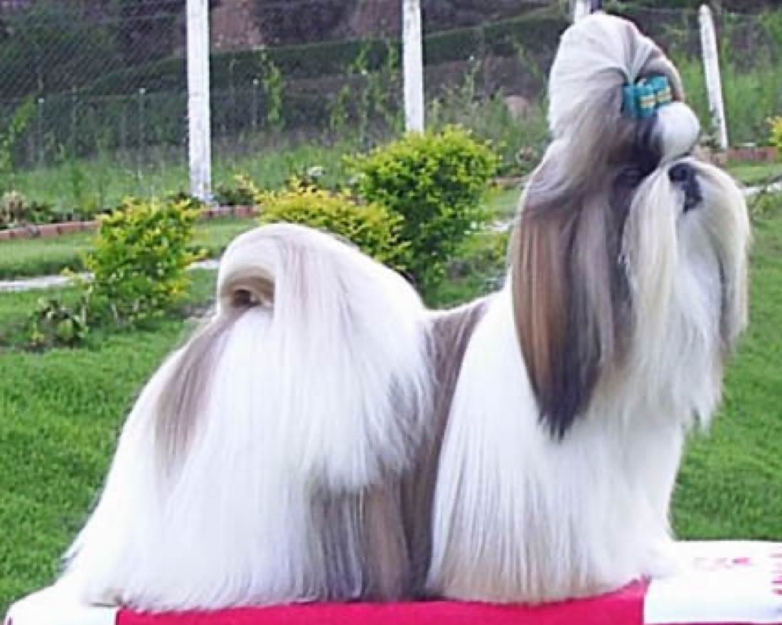 A real Shih Tzu