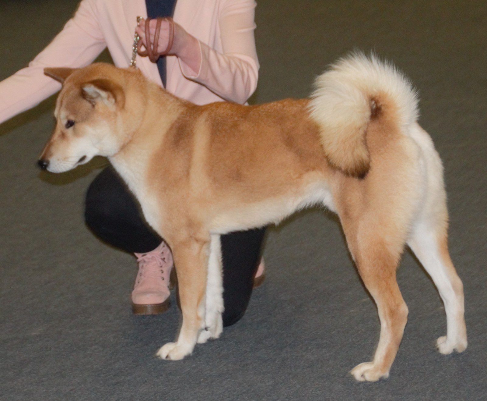 A real red Shikoku standing outdoors
