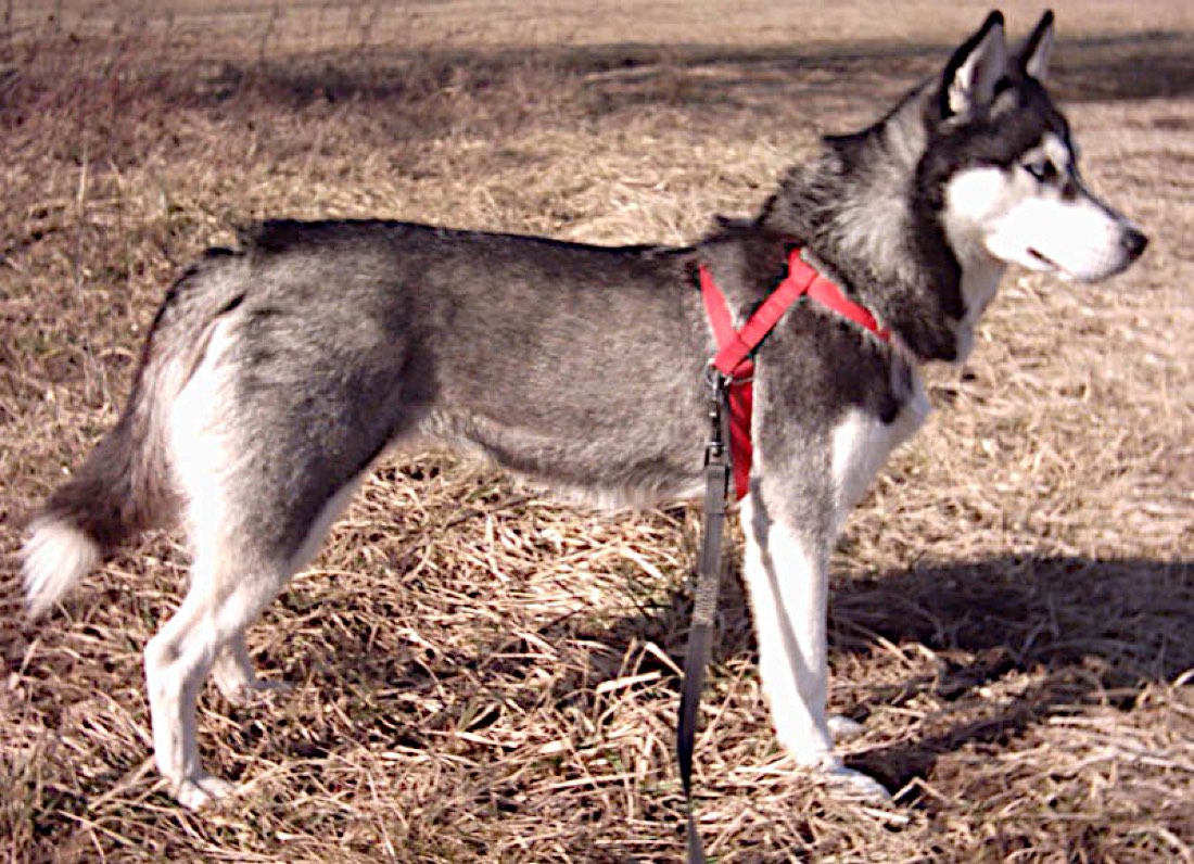 A real Siberian Husky