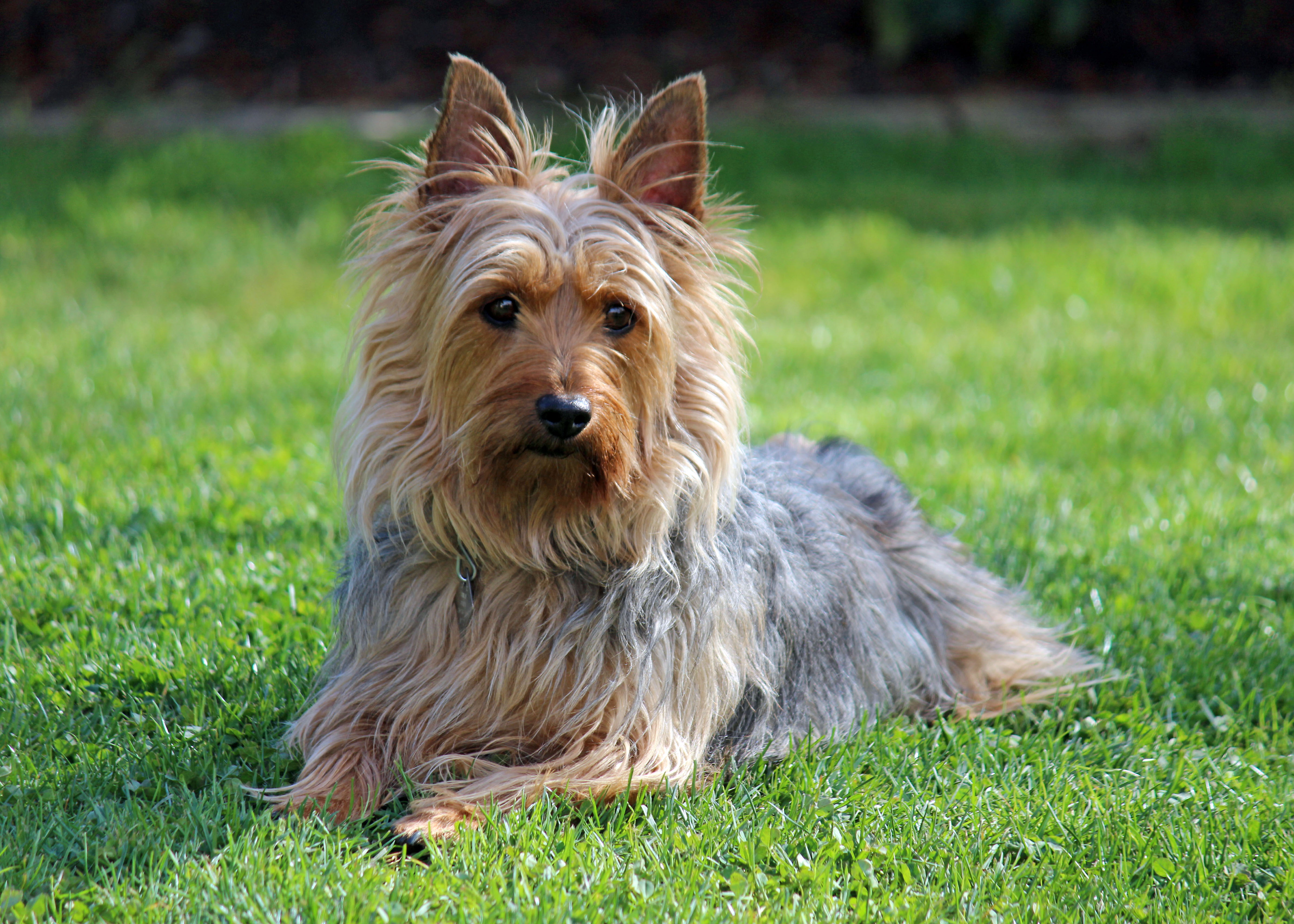A real Australian Silky Terrier