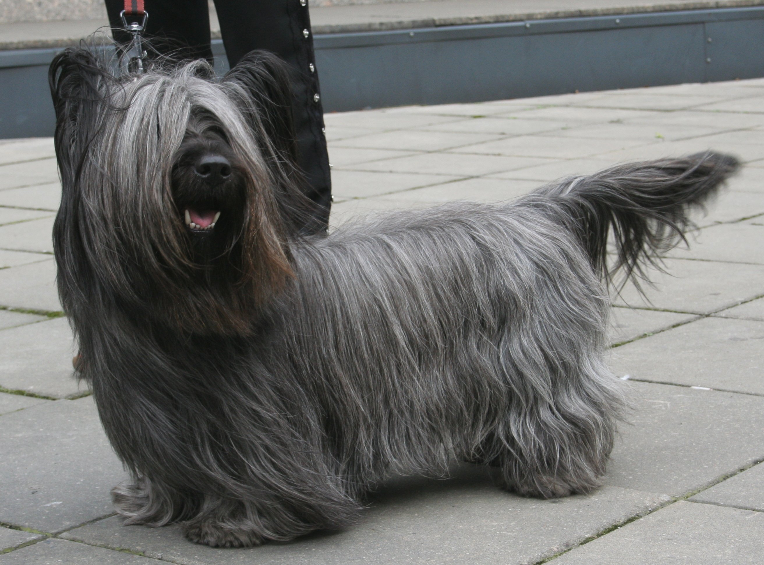 A real grey Skye Terrier