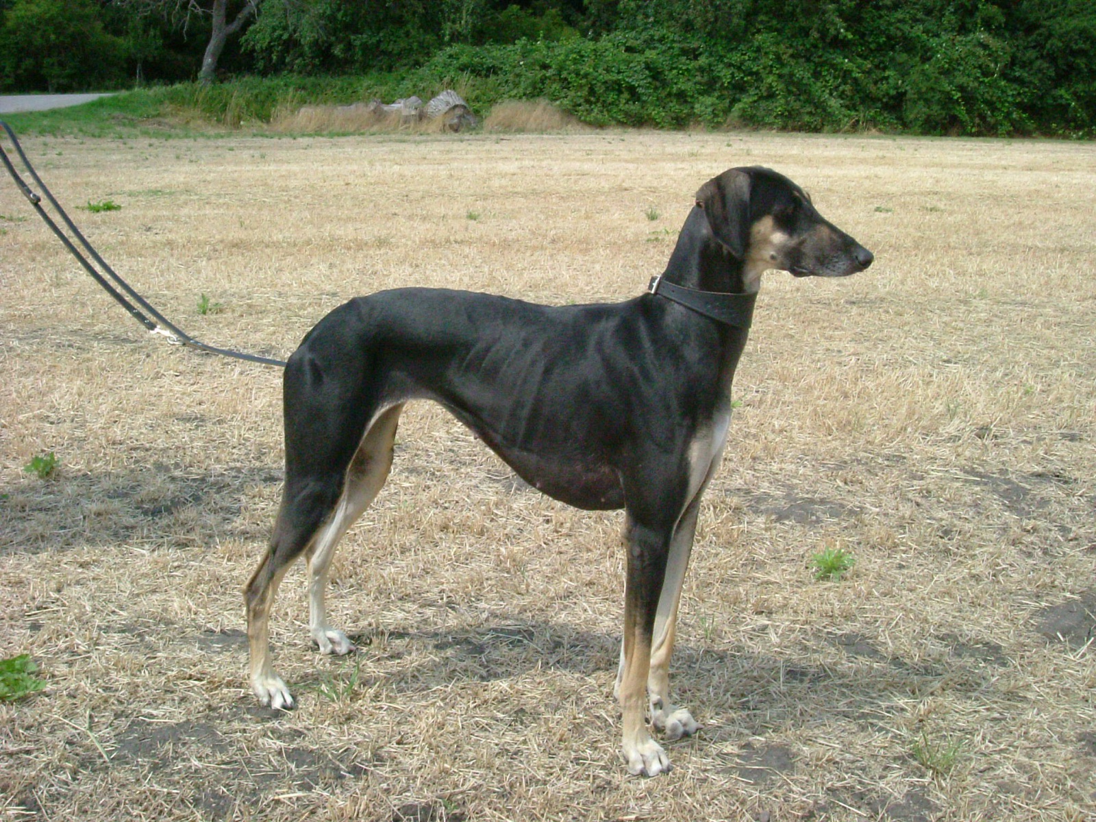 A real Sloughi standing outdoors