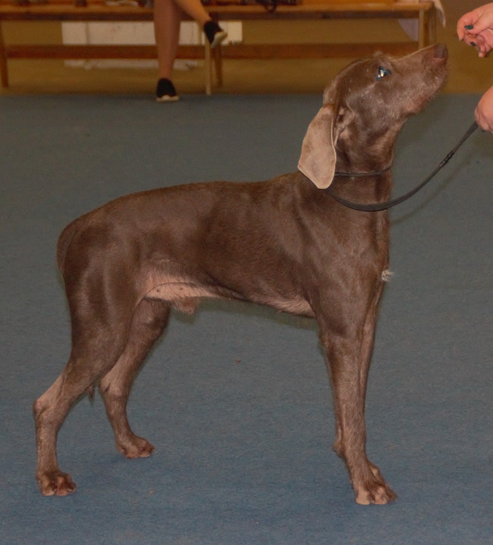 A real grey Slovakian Wirehaired Pointer standing outdoors