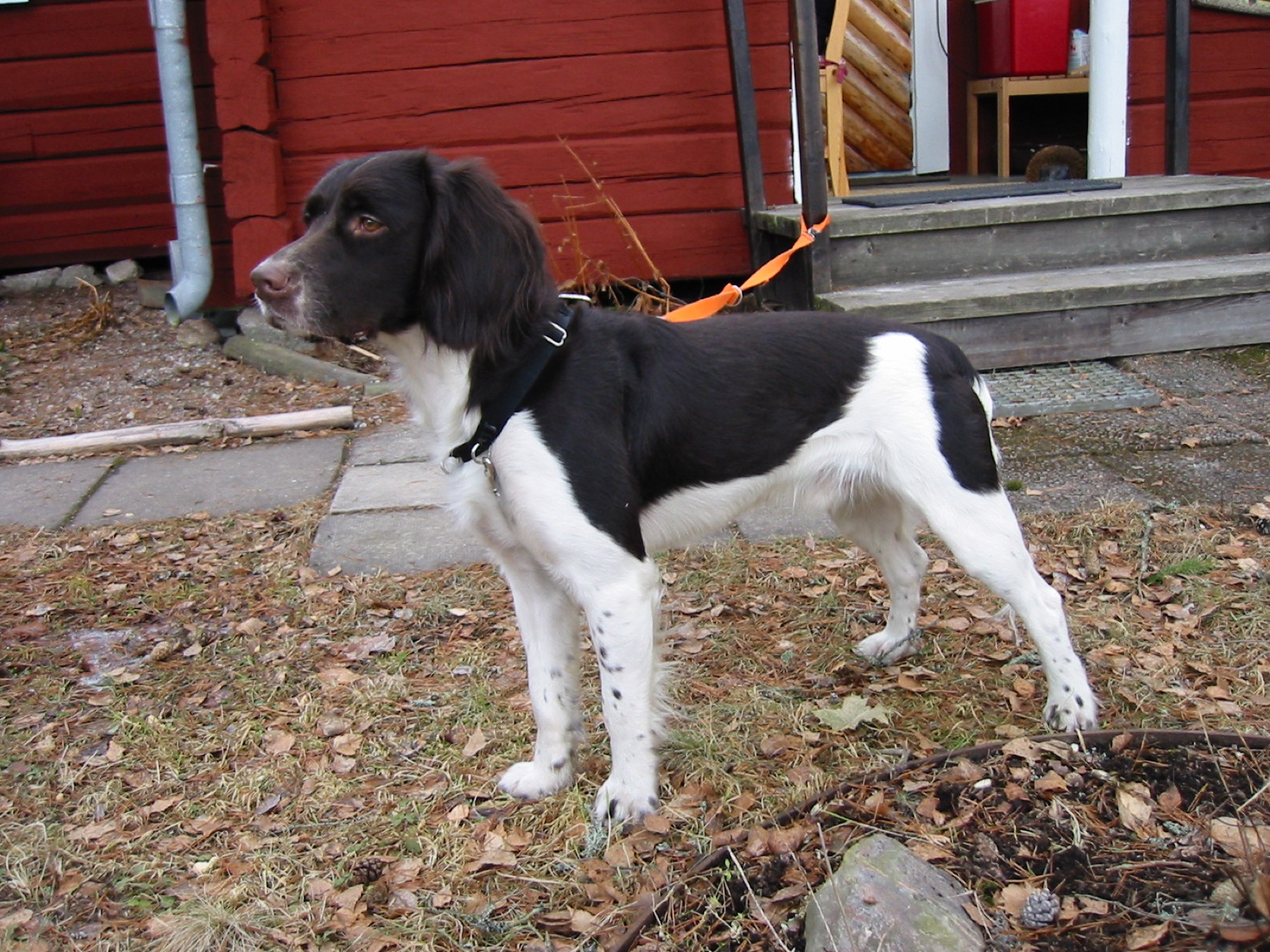 A real Small Münsterländer