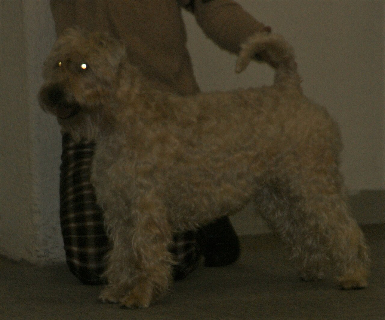 A real Soft Coated Wheaten Terrier