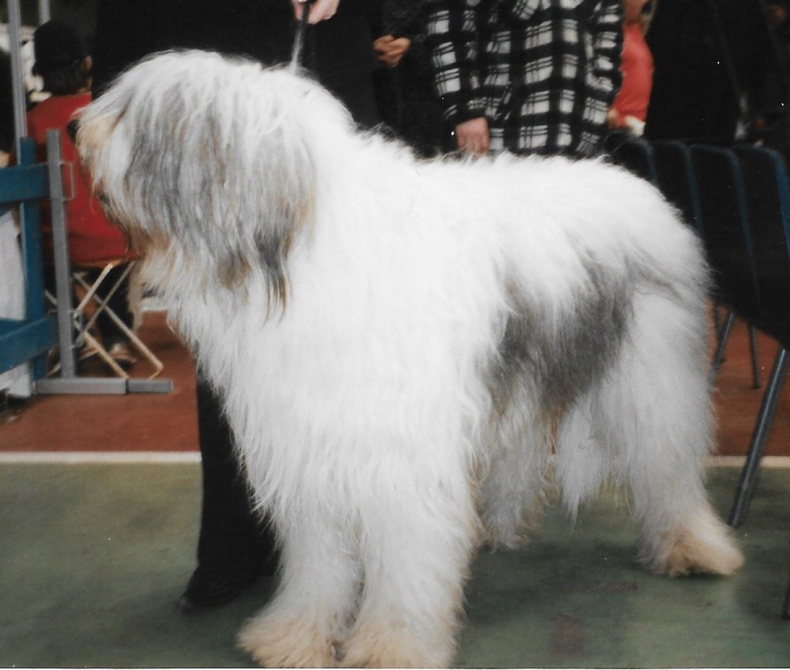A real South Russian Shepherd Dog standing outdoors