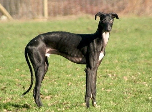 A real brindle Spanish Greyhound