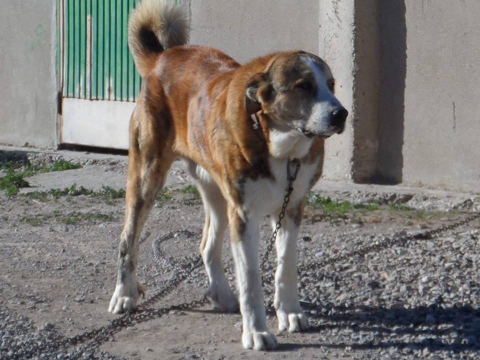 A real working Spanish Mastiff
