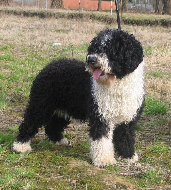 A real Spanish Water Dog