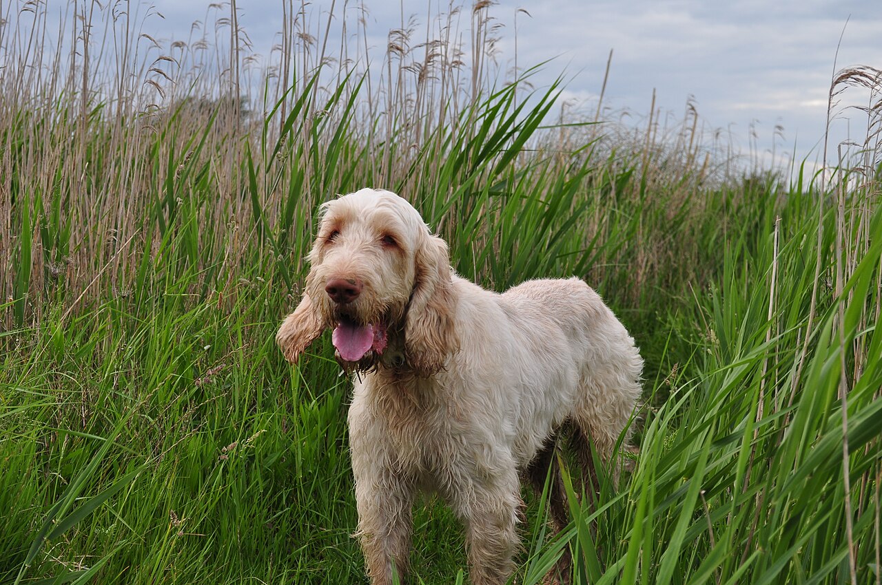 A real Spinone Italiano
