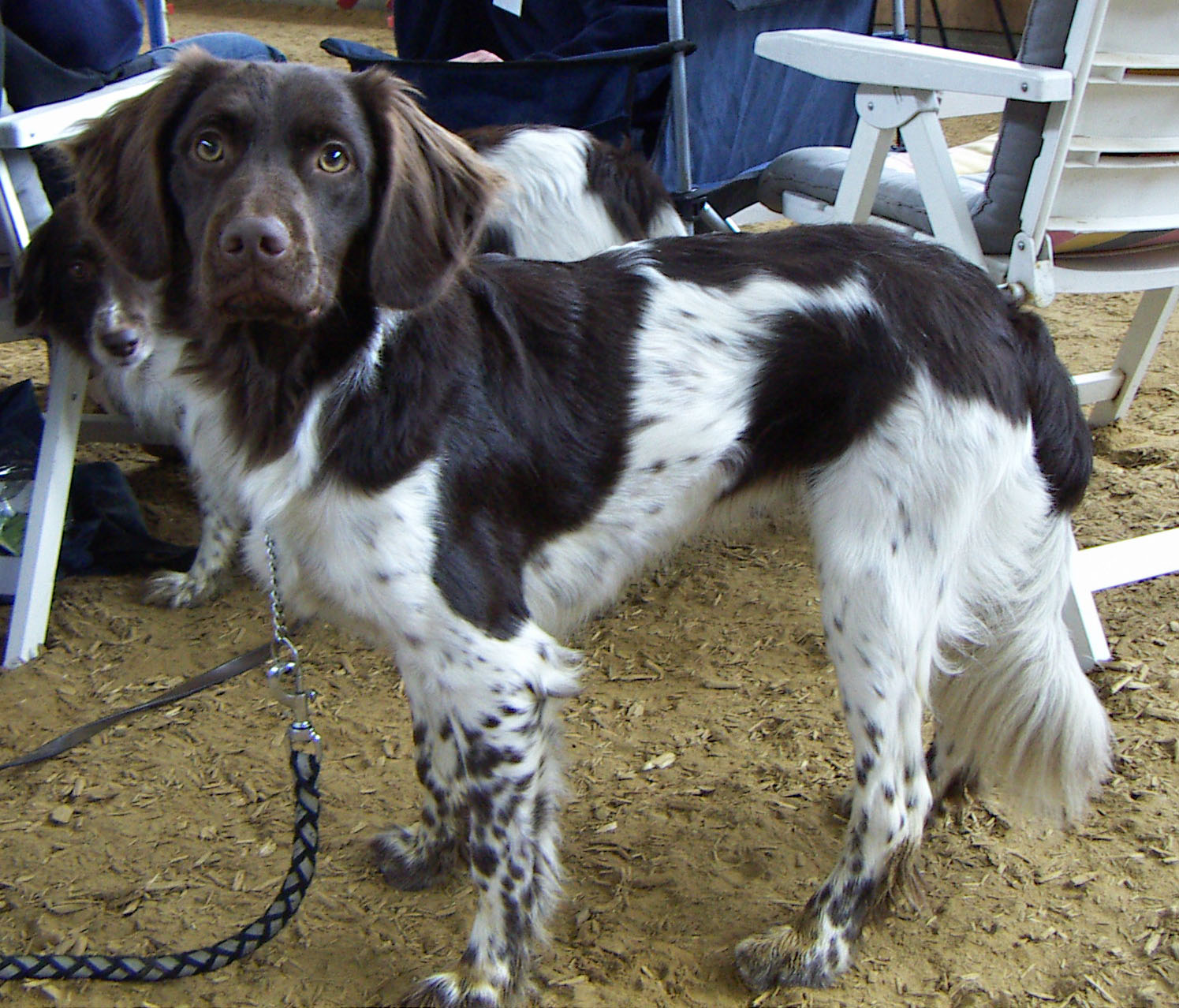 A real black-and-white Stabyhoun outdoors