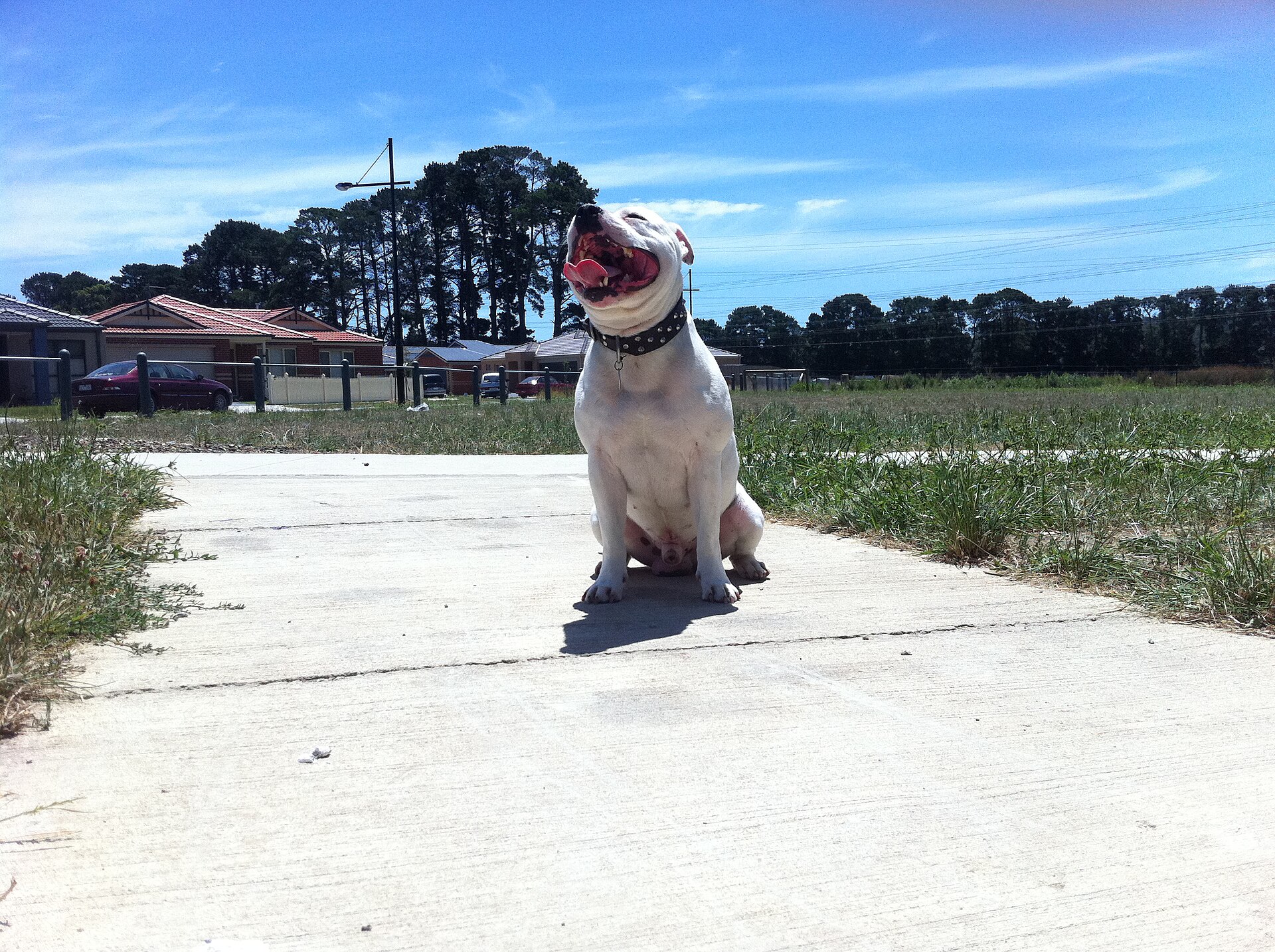 A real Staffordshire Bull Terrier