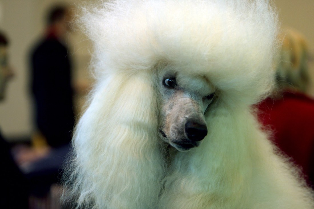 A real Standard Poodle at a dog show