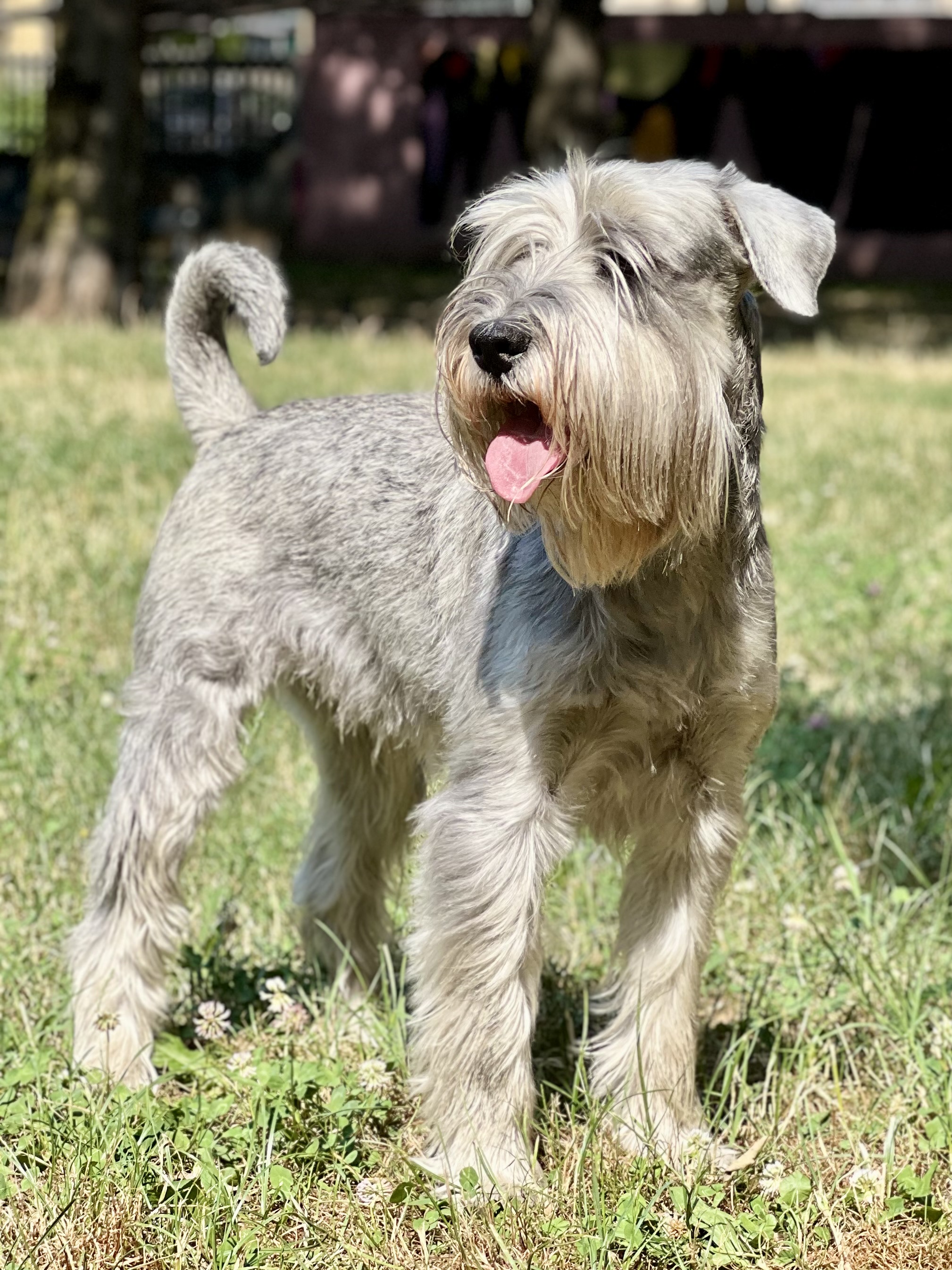 A real salt-and-pepper Standard Schnauzer