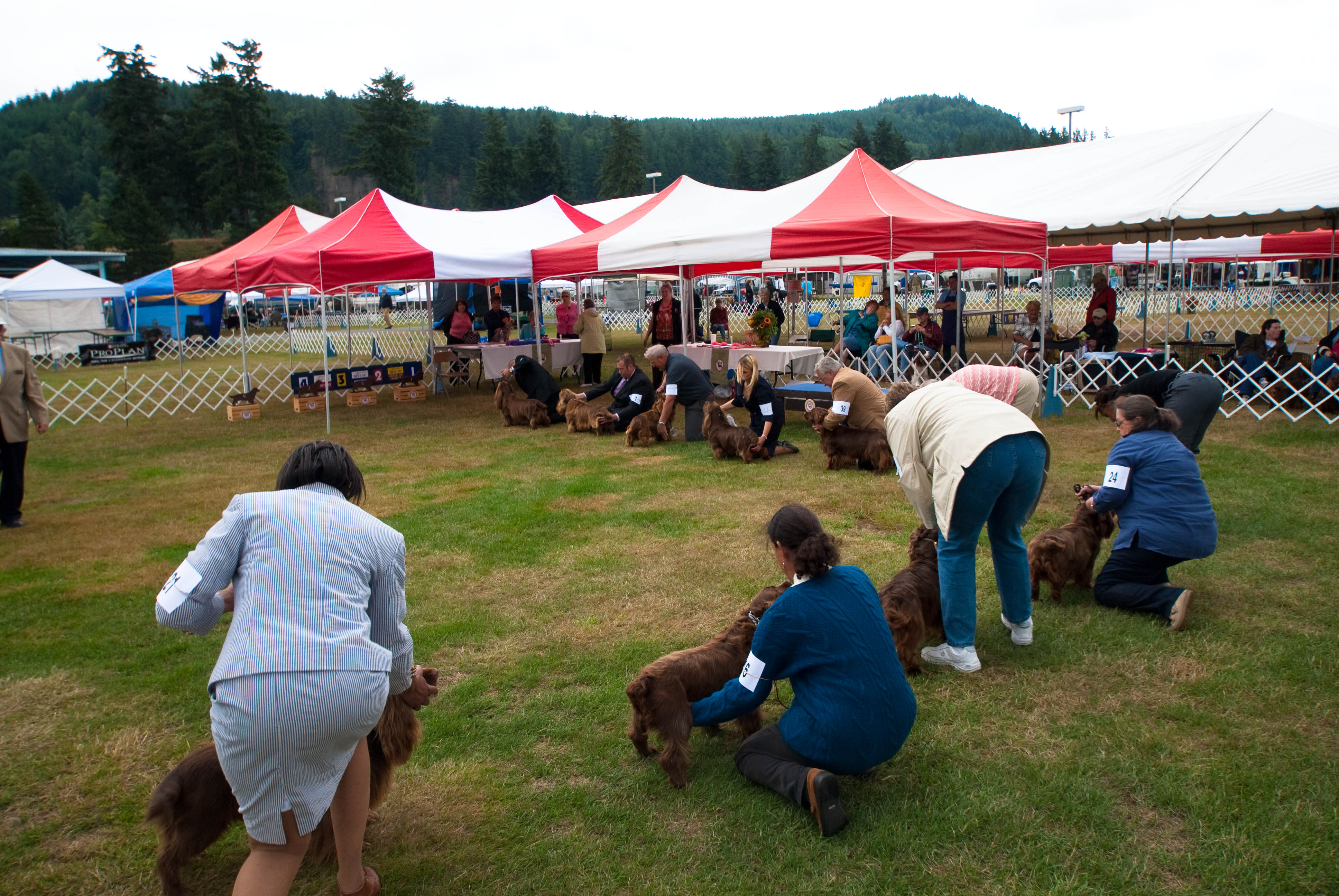 Real Sussex Spaniels at a dog show