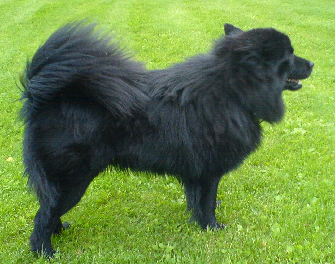 A real Swedish Lapphund
