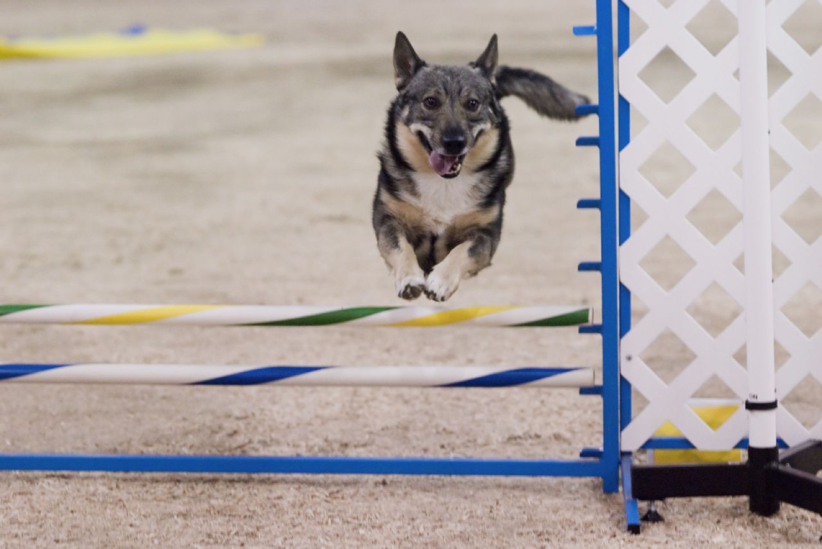 A real Swedish Vallhund in agility