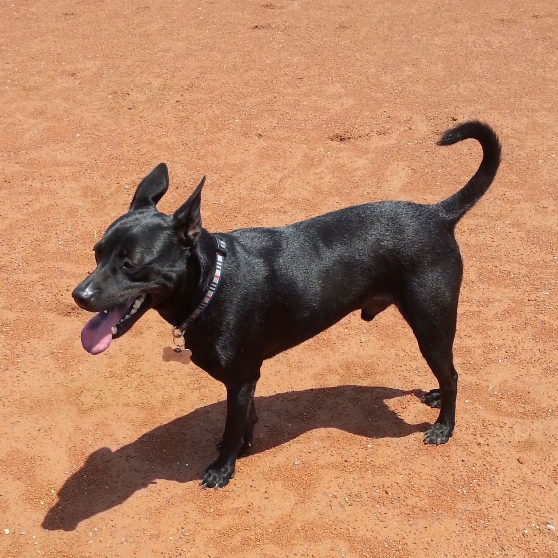 A real black Taiwan Dog