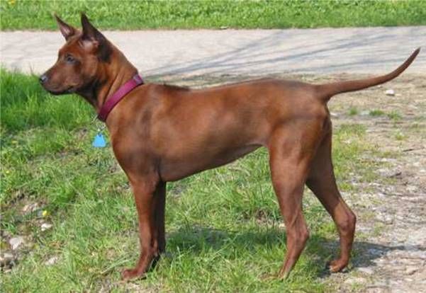 A real Thai Ridgeback