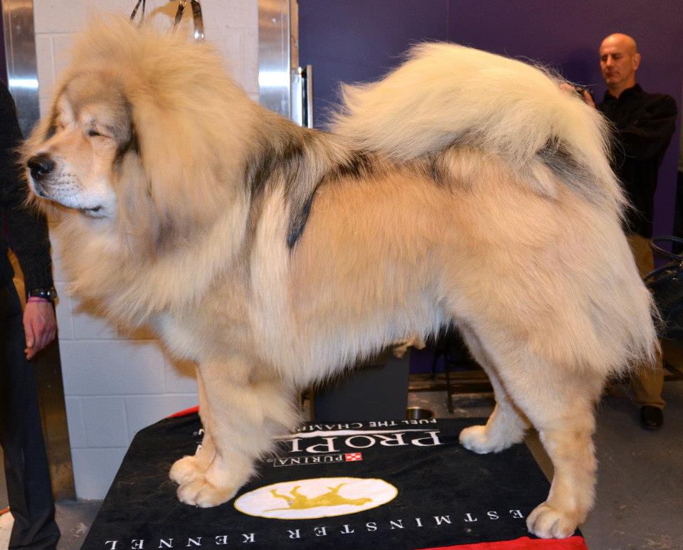 A real Tibetan Mastiff