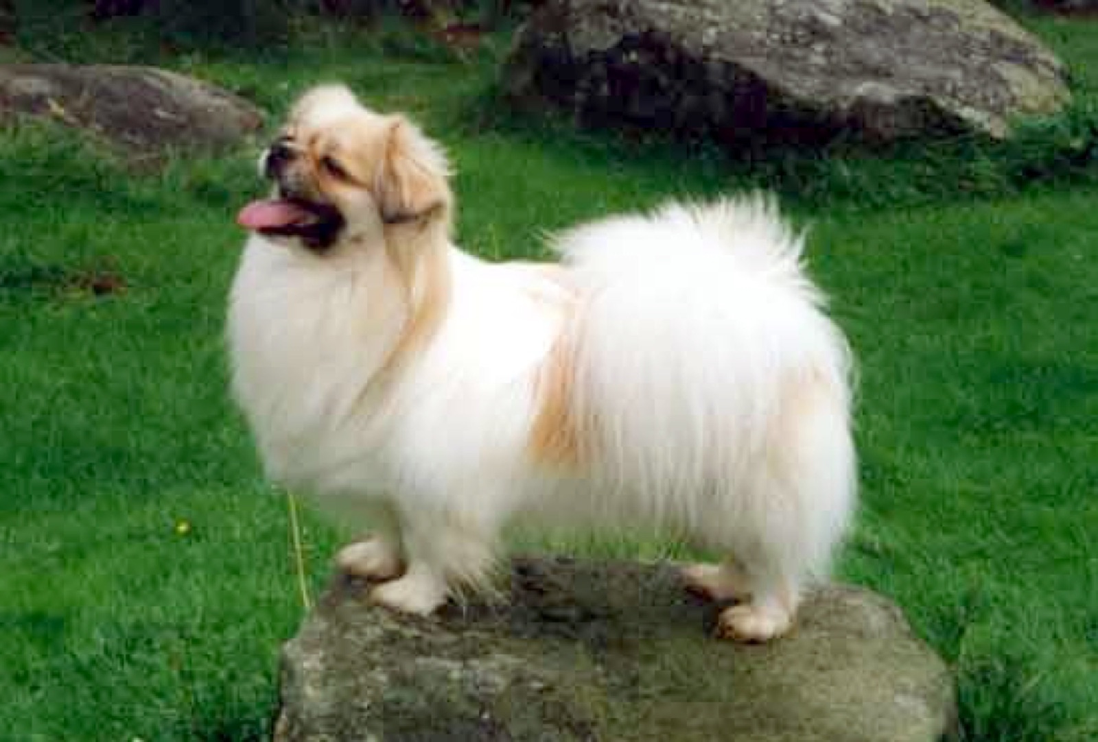 A real Tibetan Spaniel