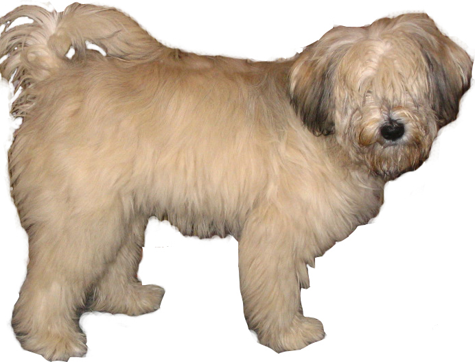 A real Tibetan Terrier
