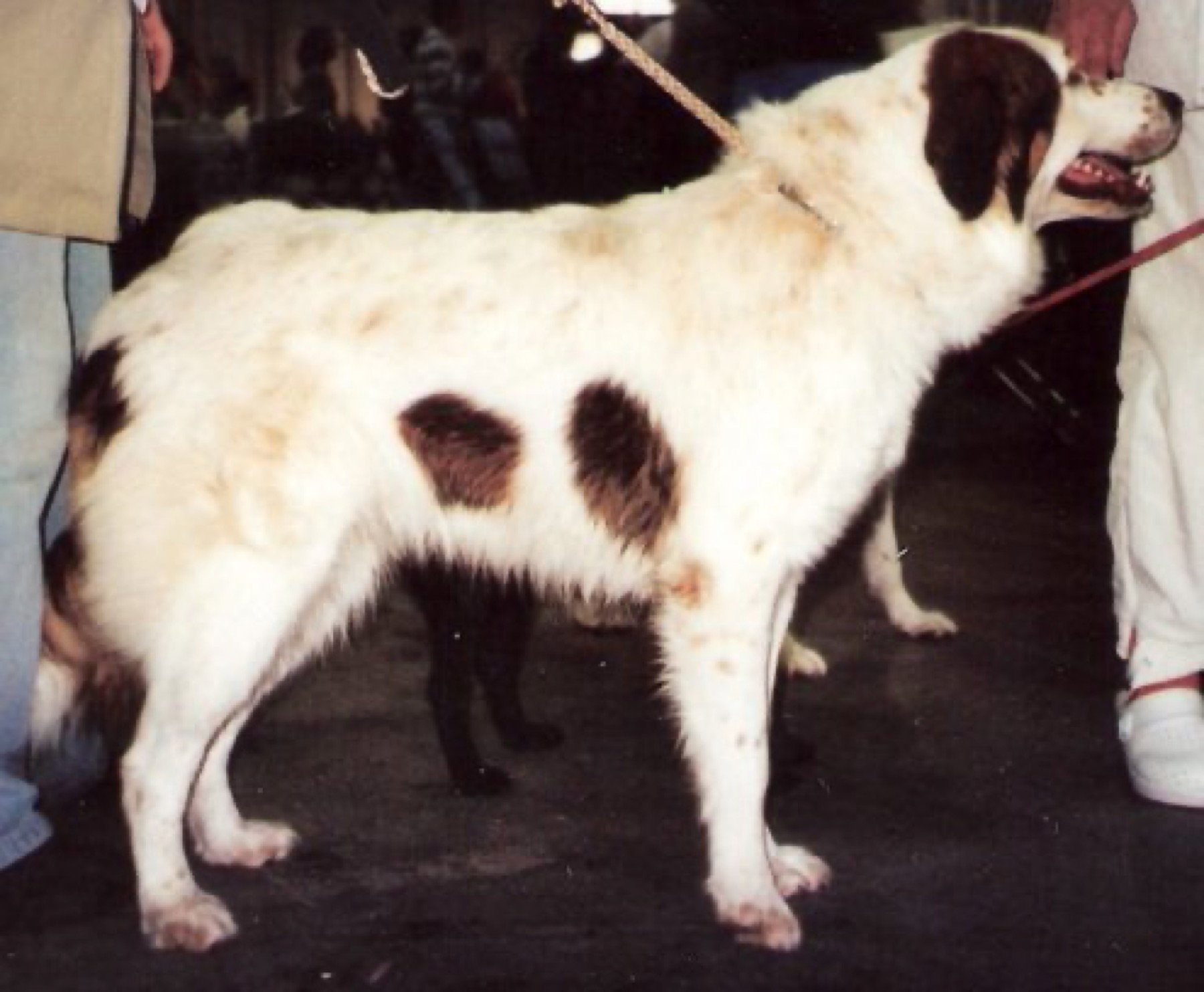 A real Tornjak