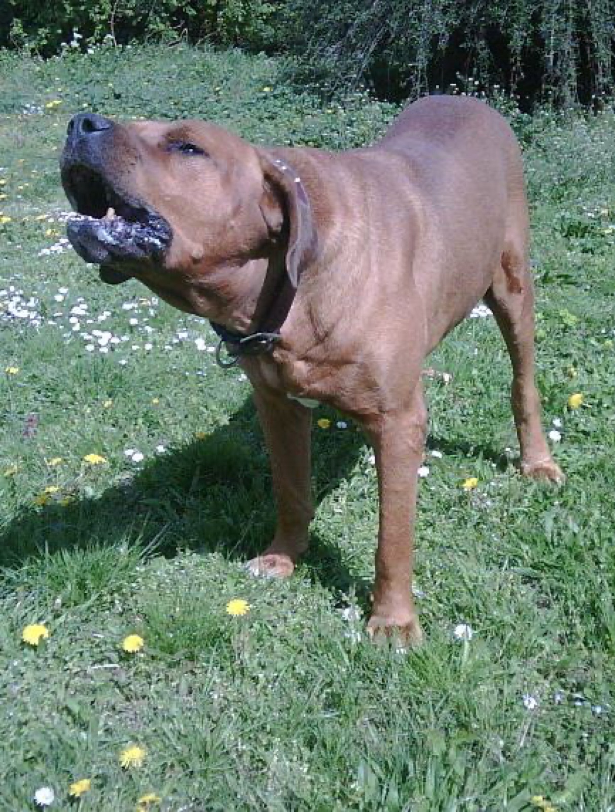 A real red Tosa standing outdoors