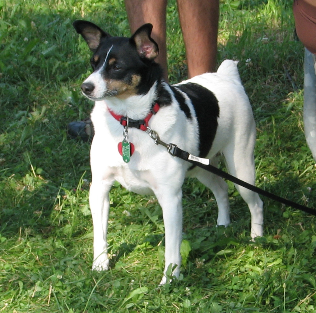 A real Toy Fox Terrier