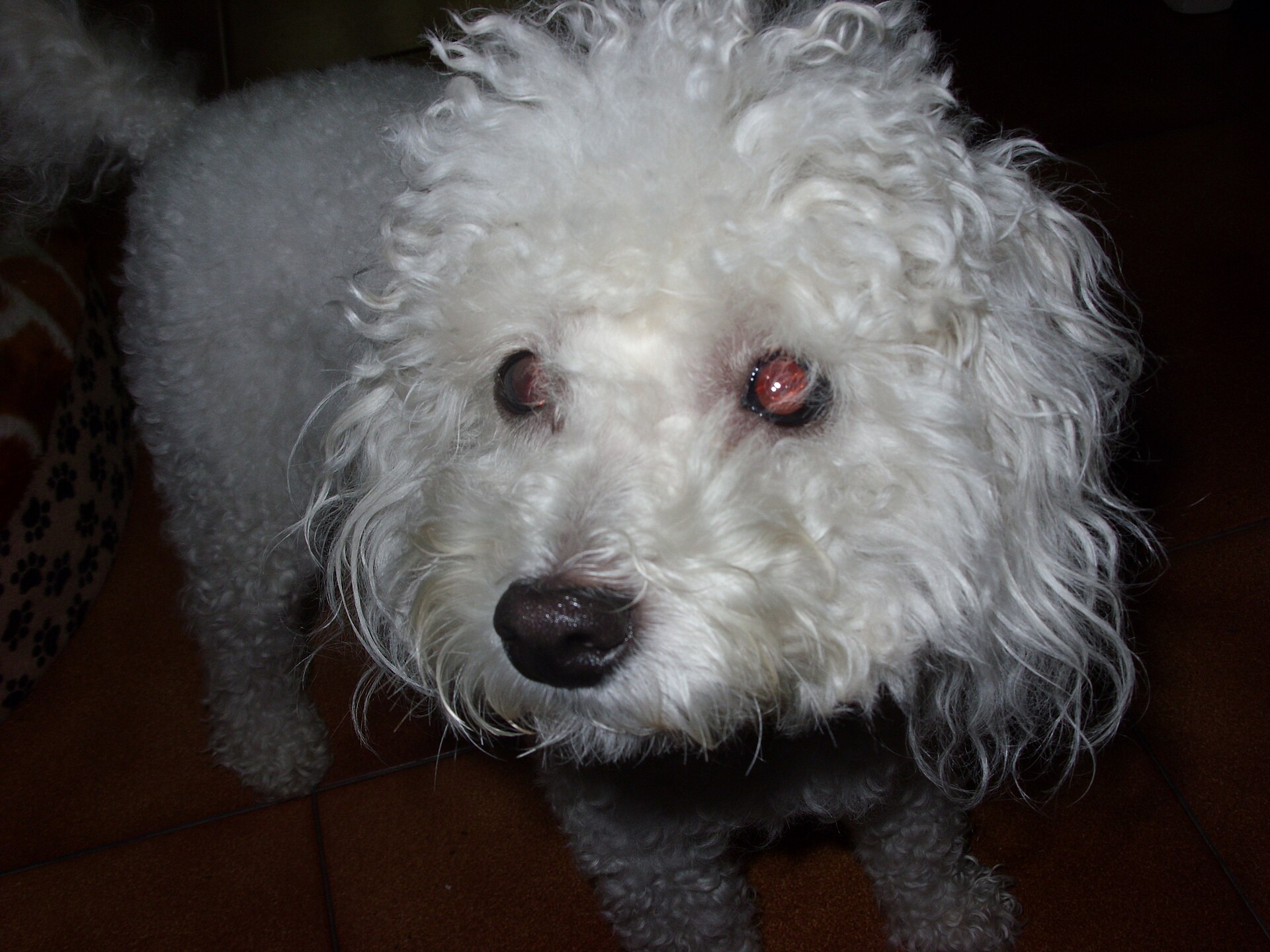 A real Toy Poodle