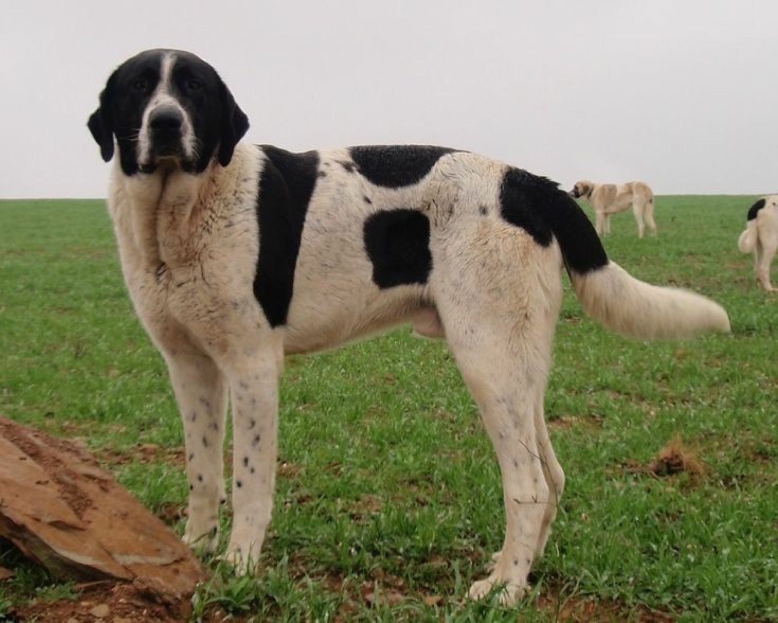 A real Transmontano Mastiff standing outdoors