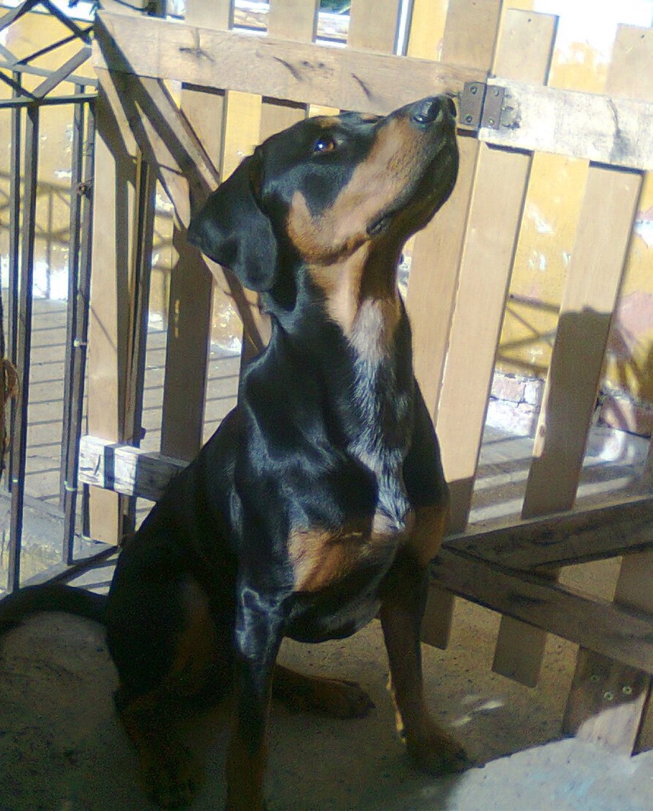 A real black-and-tan Transylvanian Hound