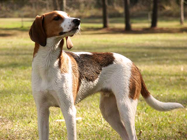 A real Treeing Walker Coonhound standing outdoors