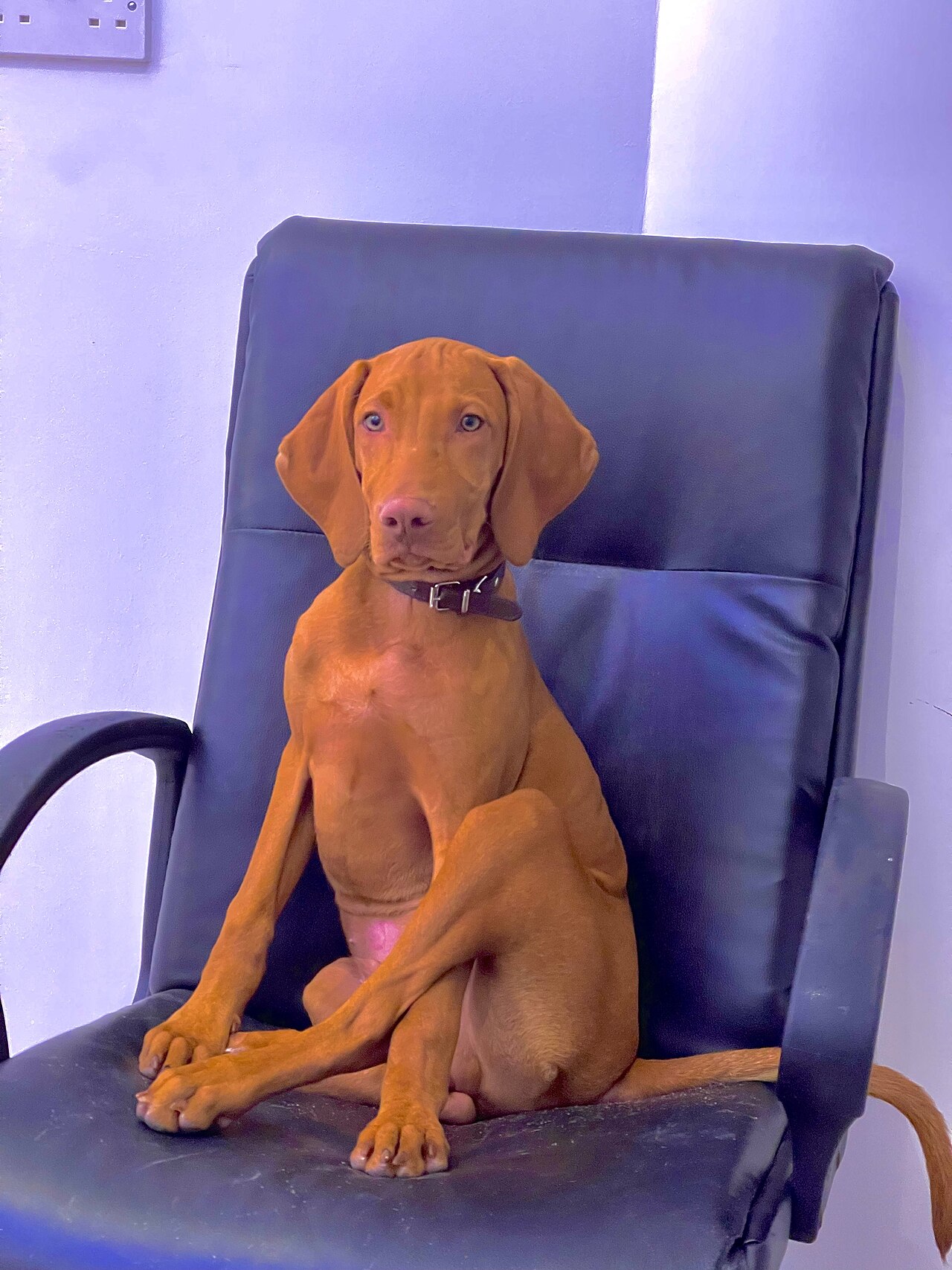 A real Vizsla standing outdoors