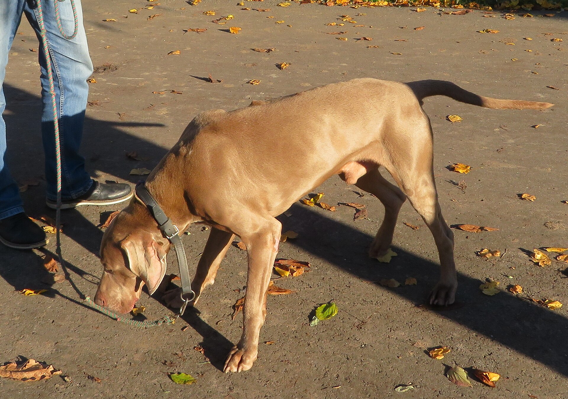 A real Weimaraner