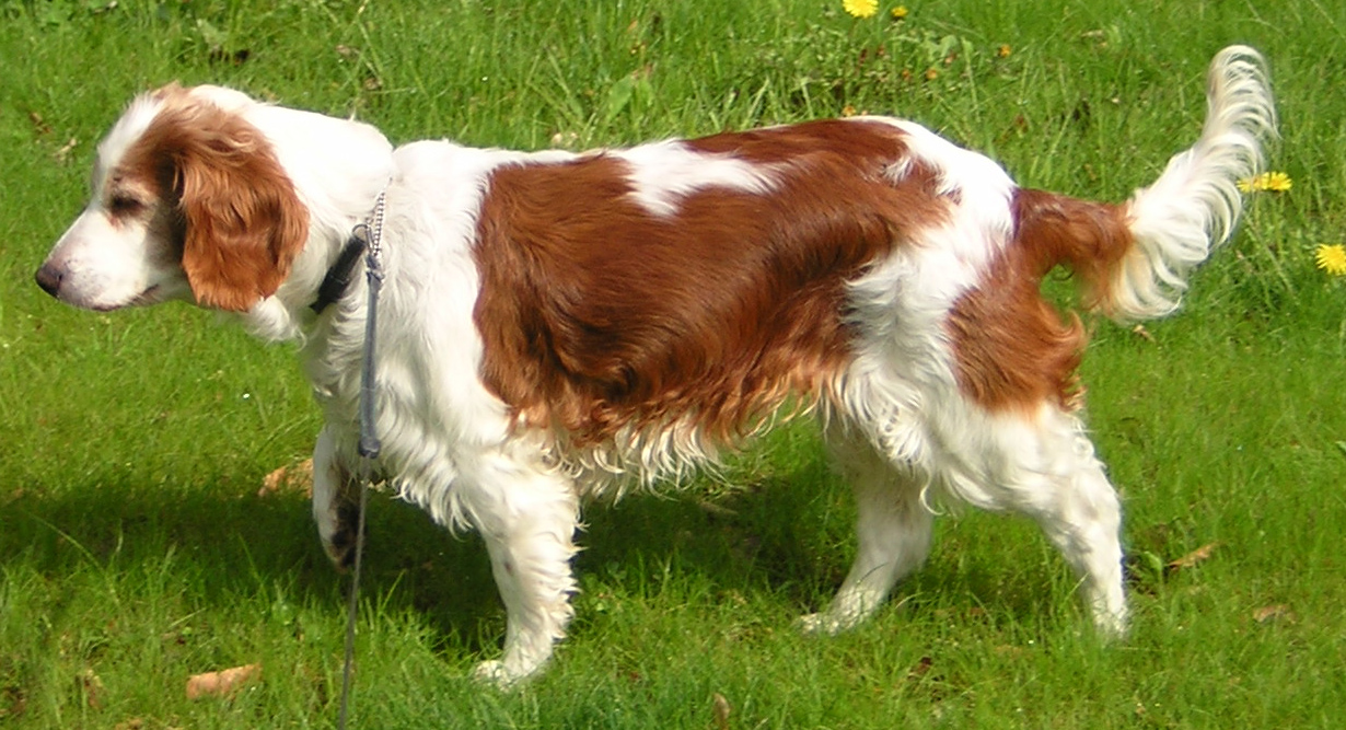 A real Welsh Springer Spaniel