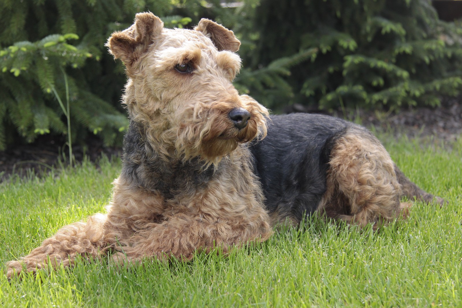 A Welsh Terrier resting on grass outdoors