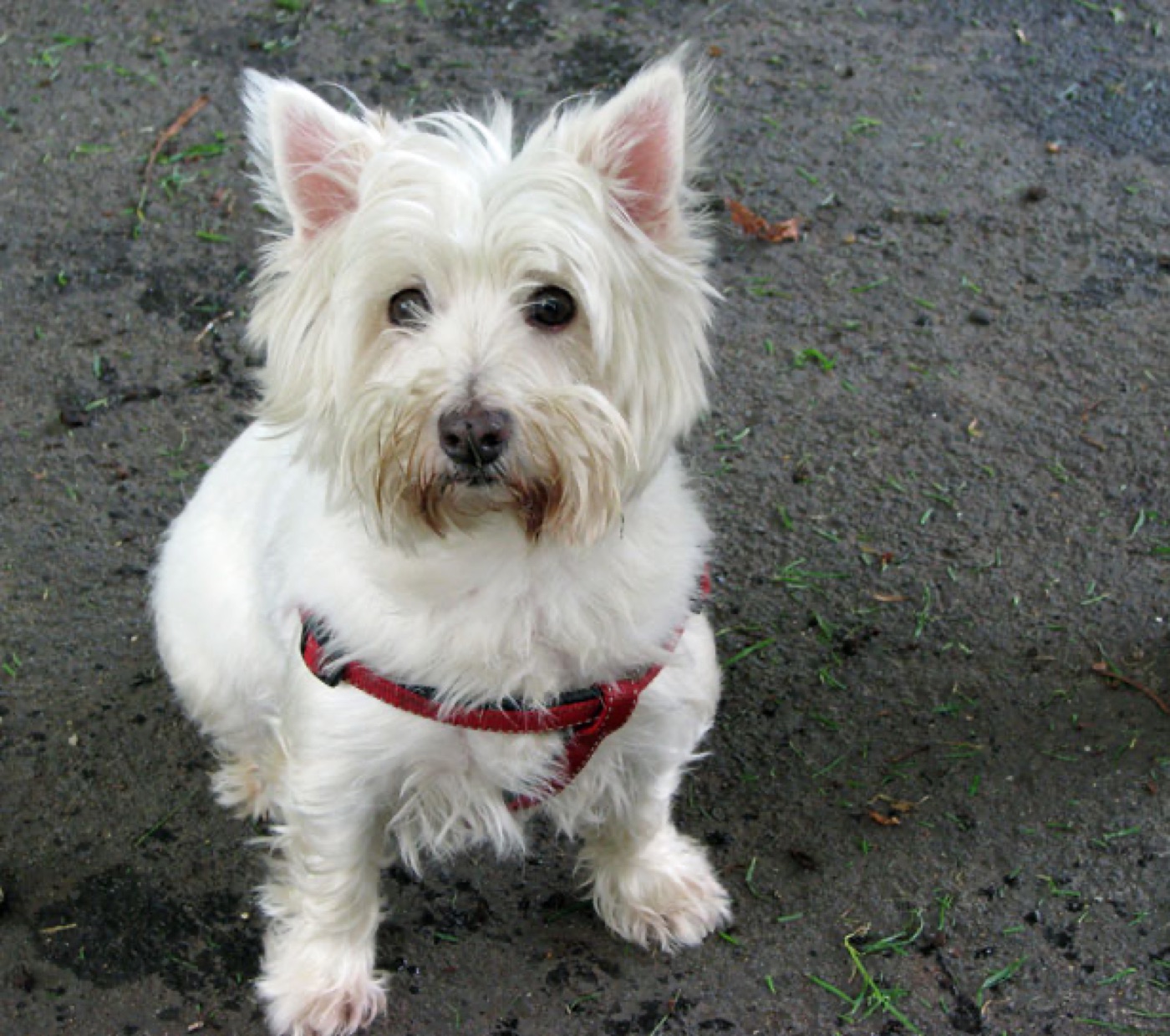 A real West Highland White Terrier