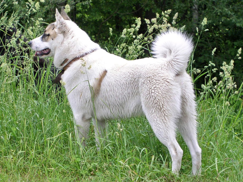 A real West Siberian Laika