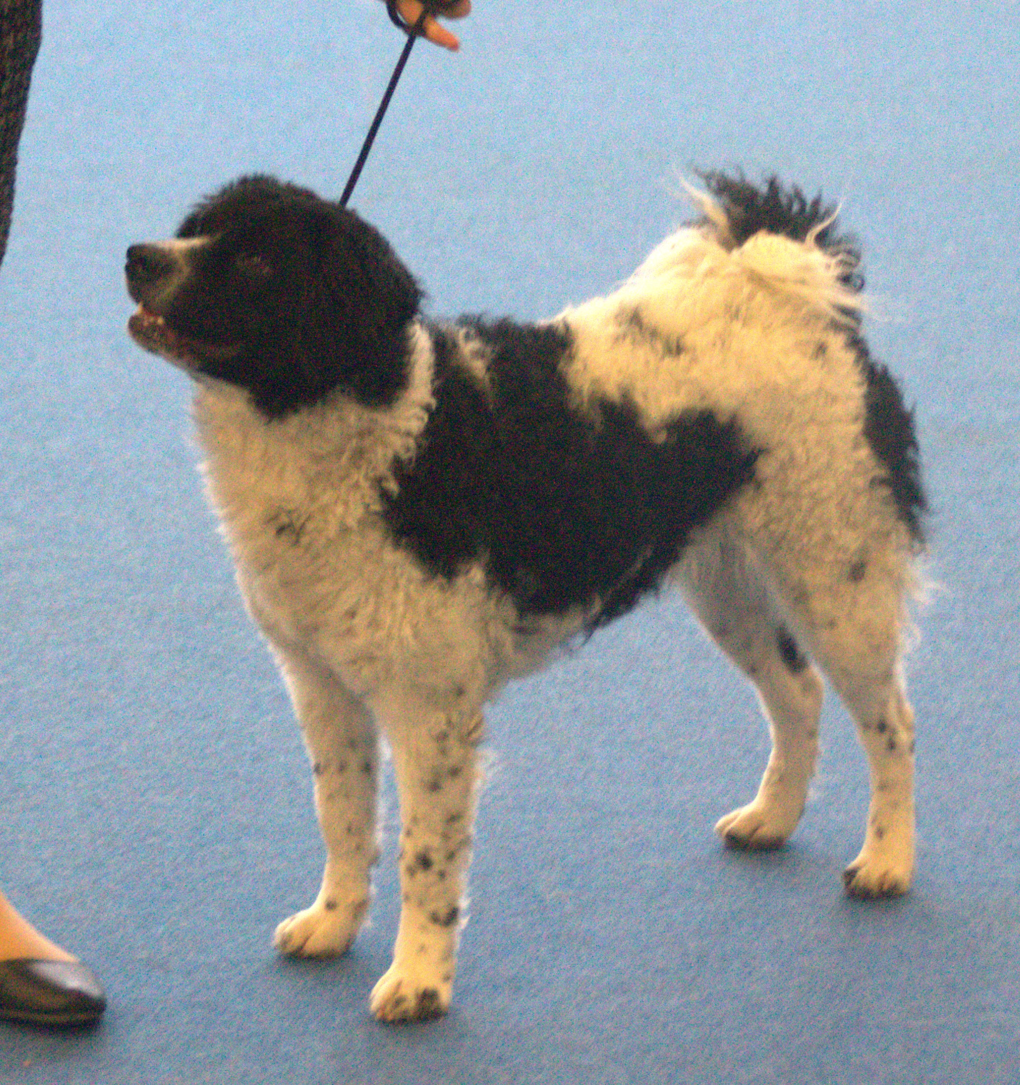 A real black-and-white Wetterhoun standing at a dog show