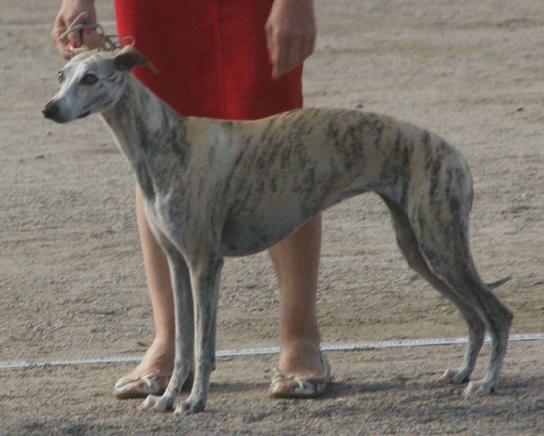 A real Whippet