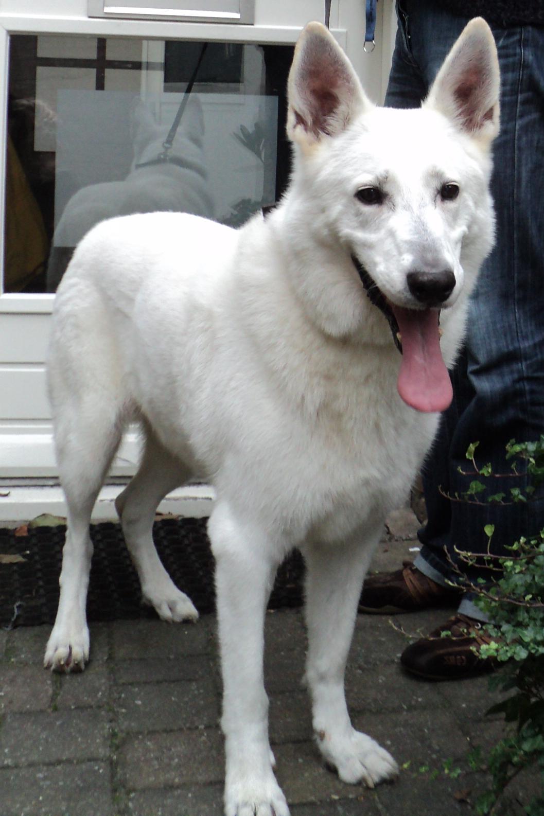 A real White Swiss Shepherd Dog
