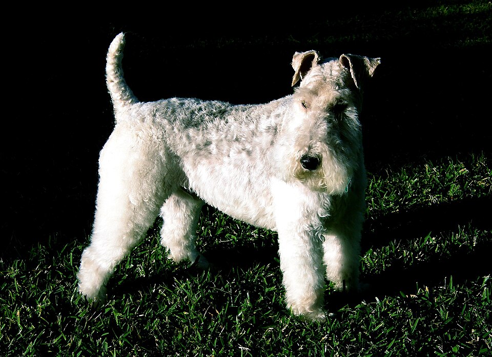 A real Wire Fox Terrier
