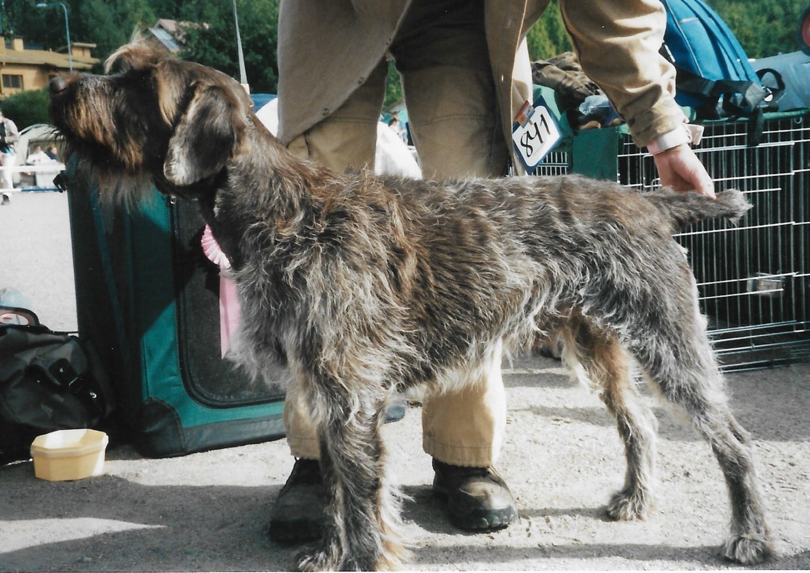 A real Wirehaired Pointing Griffon