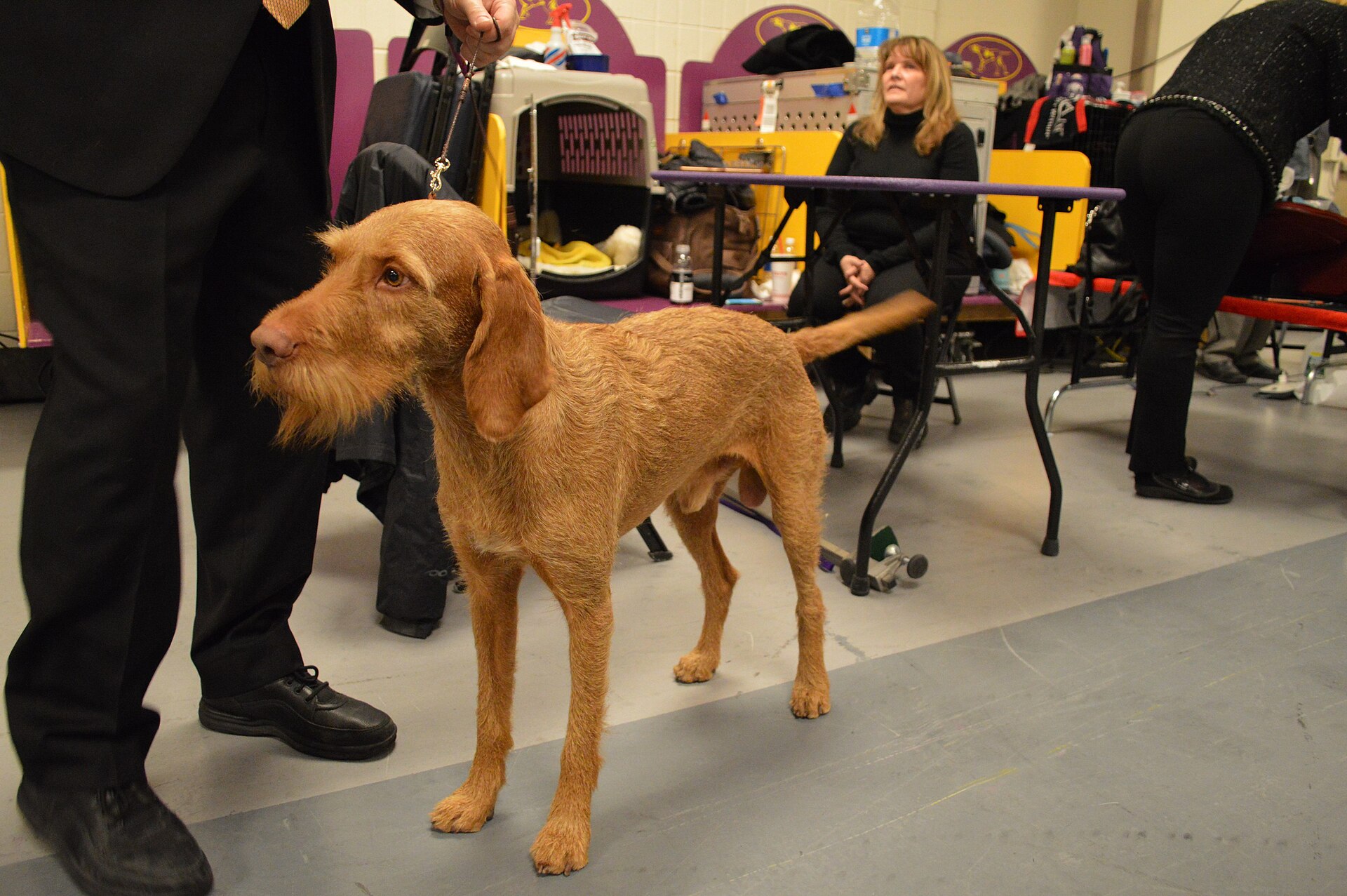A real Wirehaired Vizsla