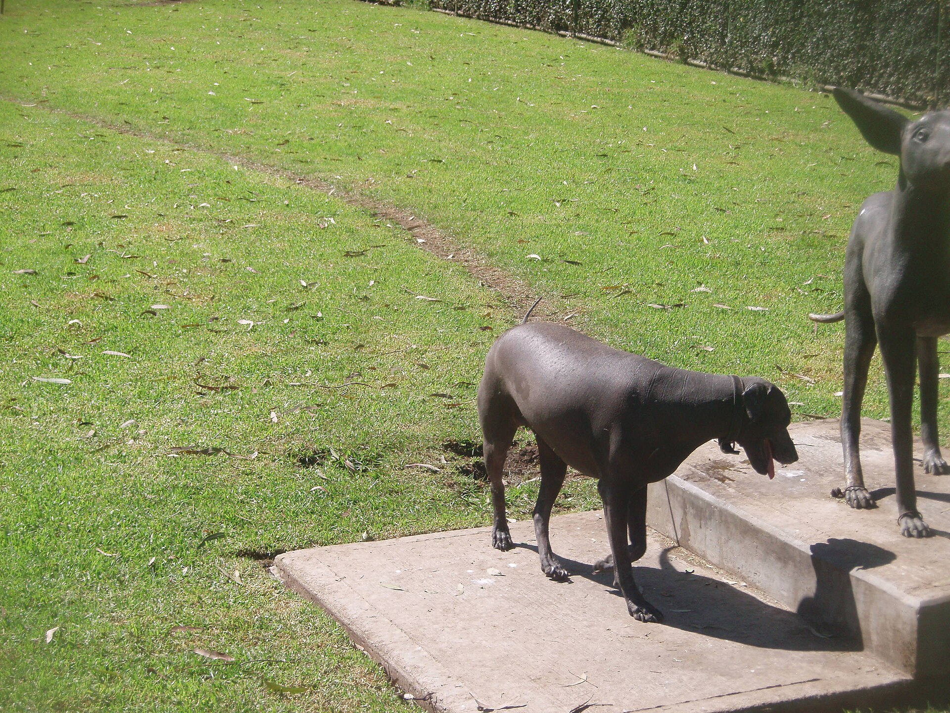 Real Xoloitzcuintli dogs