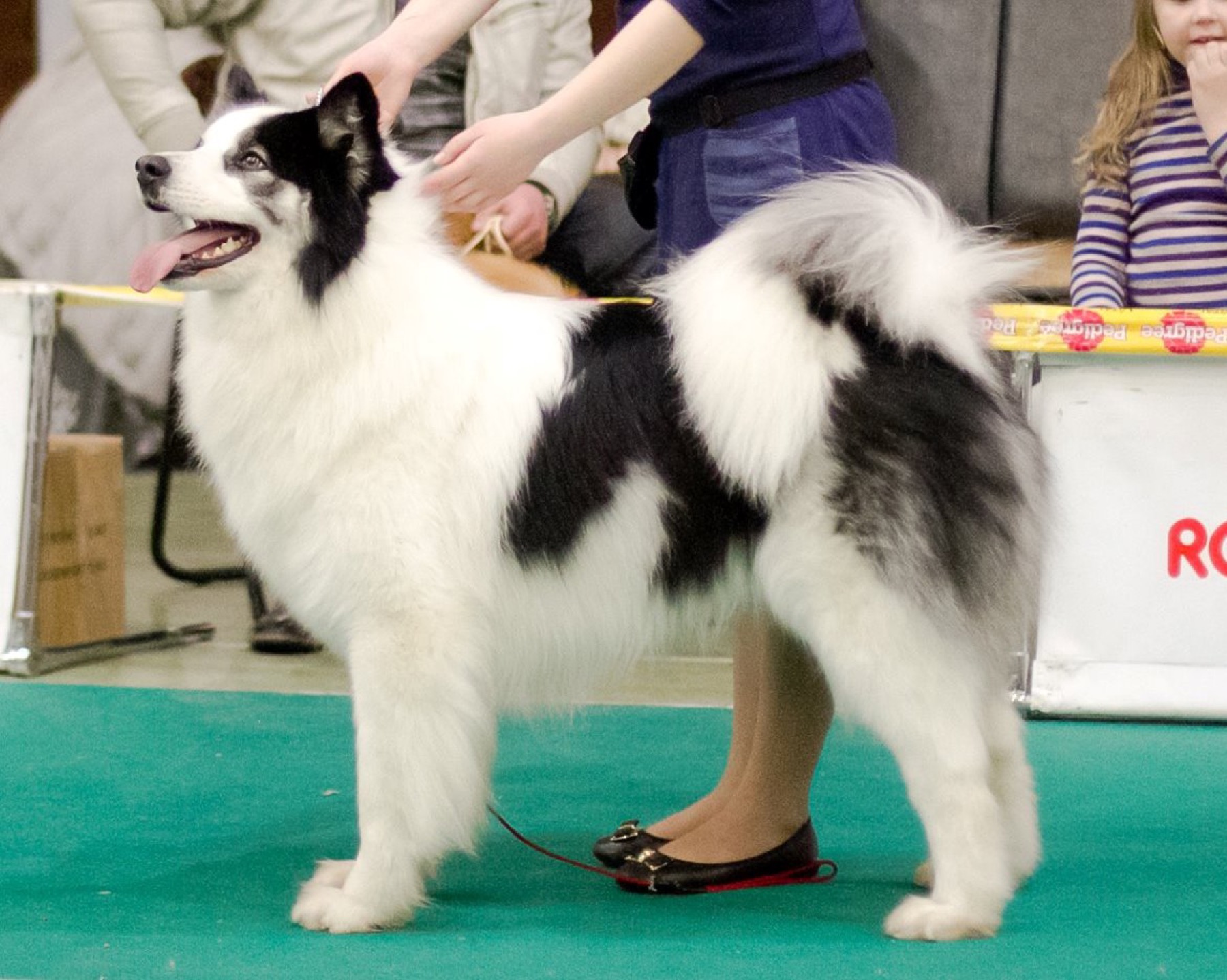 A real Yakutian Laika
