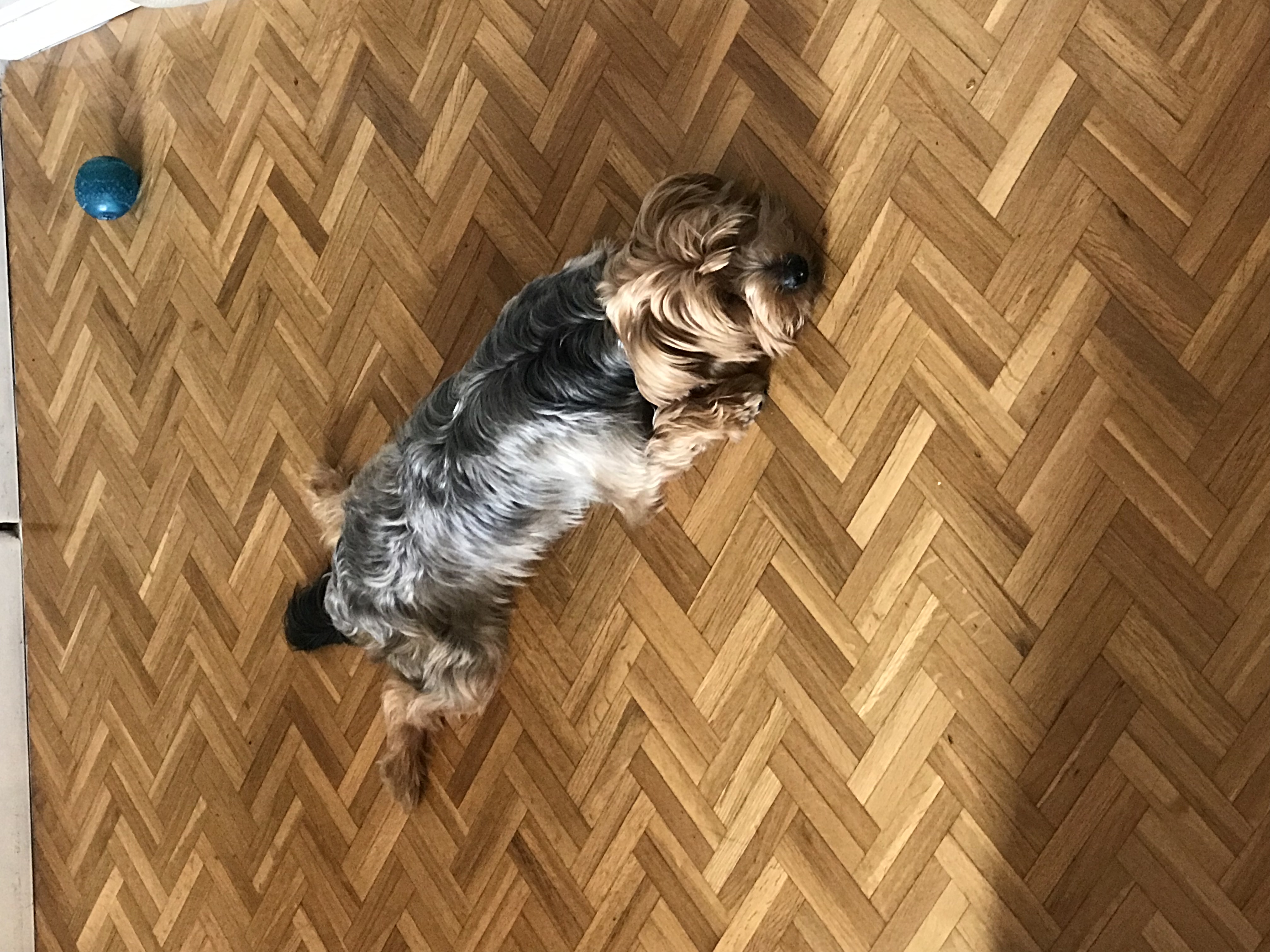 A real Yorkshire Terrier